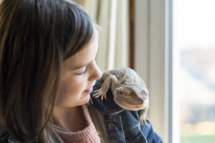 bearded dragon beginners