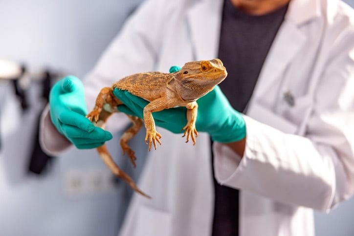 bearded dragon health