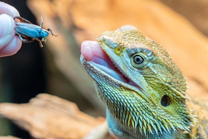 bearded dragon food