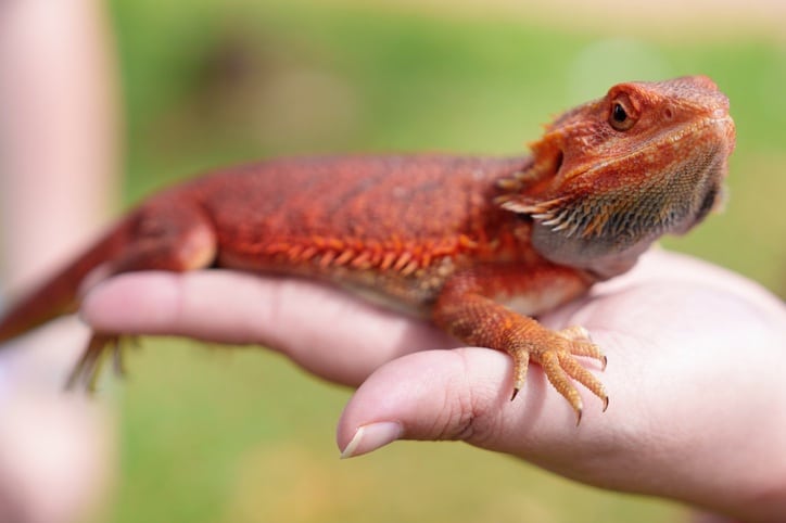 bearded dragon care
