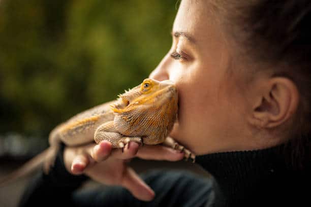 bearded dragon beginners