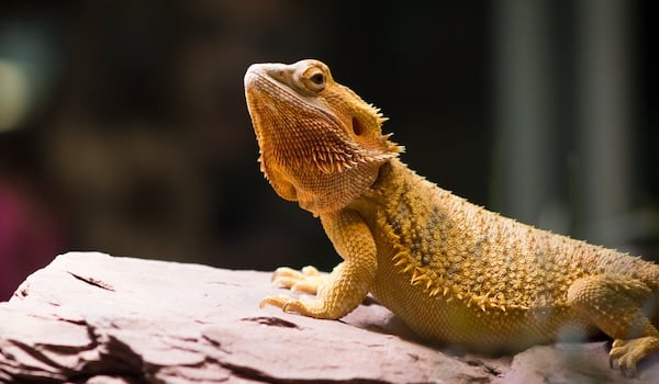 yellow bearded dragon basking under a basking lamp