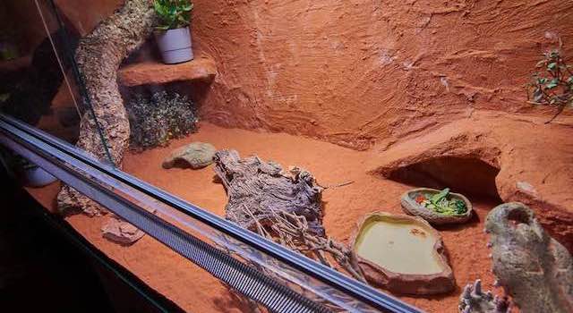 bearded dragon terrarium
