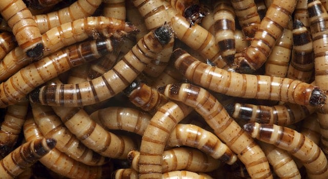 Superworms for bearded dragons