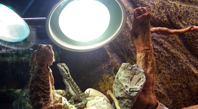 Bearded dragon lighting