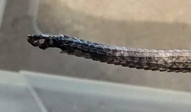 bearded dragon tail rot
