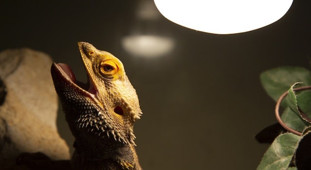 bearded dragon temperatures