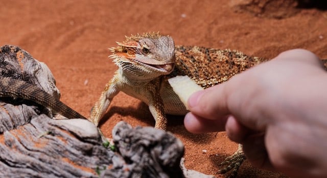 My Pet Reptile fruits bearded dragons eat