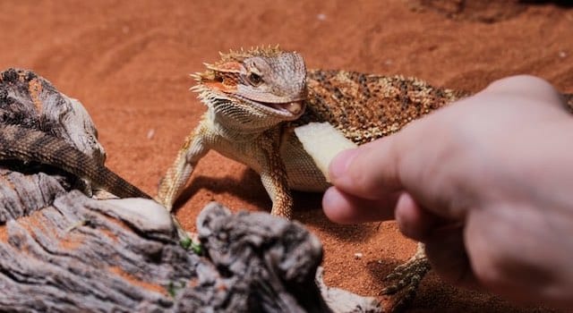My Pet Reptile bearded dragon food