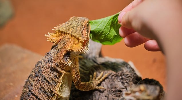 bearded dragon food