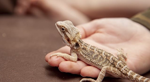 My Pet Reptile Bearded dragon beginners