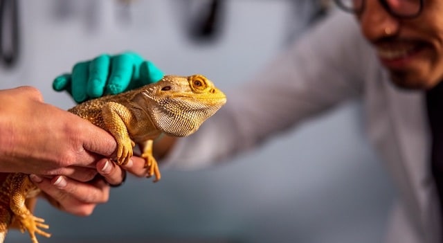 Bearded dragon health