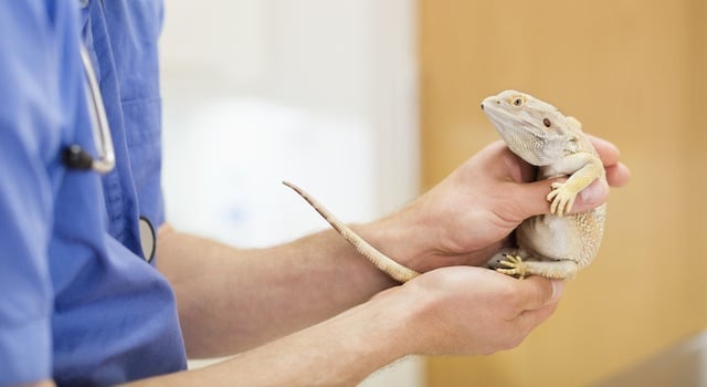 Bearded dragon vet