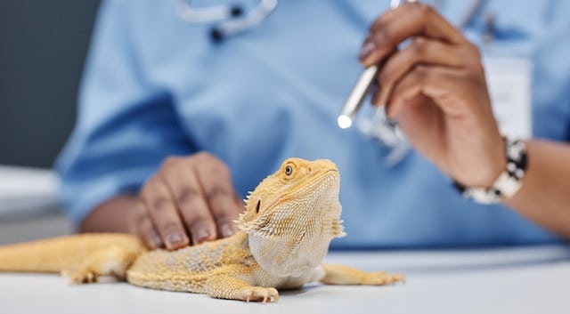 bearded dragon eye infection