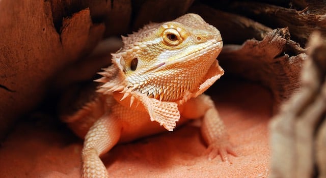 bearded dragon shedding
