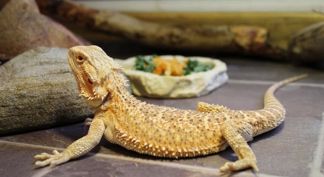 vegetables for bearded dragons