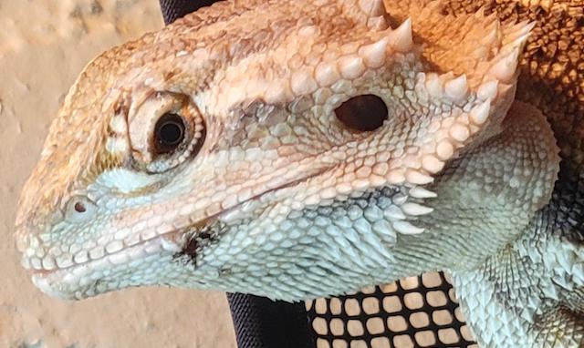 Bearded Dragon Mouth Rot
