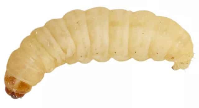 wax worms for bearded dragons