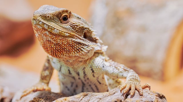 bearded dragon life expectancy