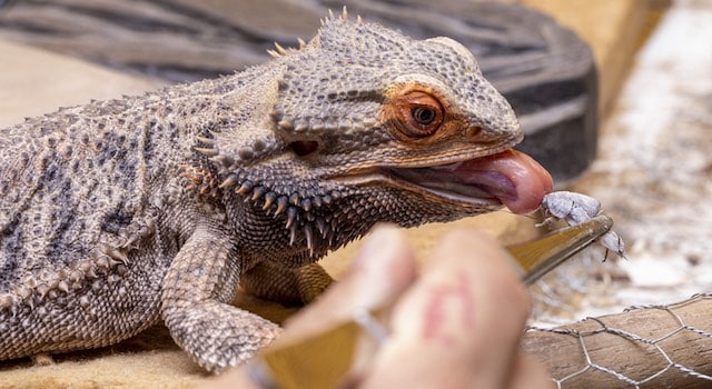 bearded dragon vitamins and supplements