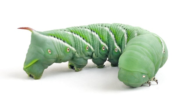 hornworms for bearded dragons