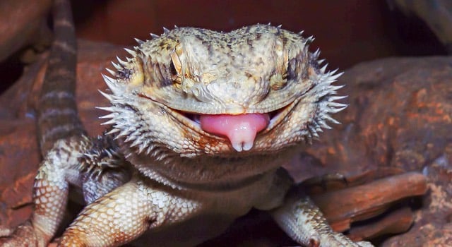 central bearded dragon