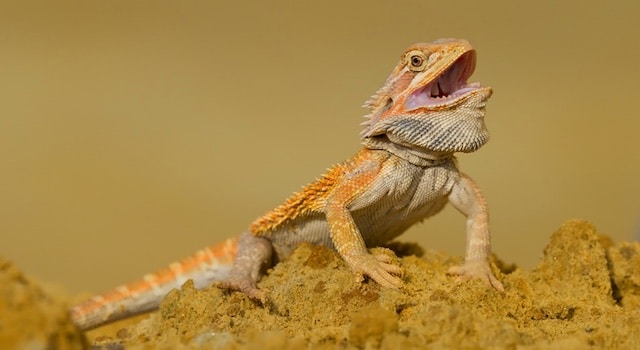 bearded dragon humidity