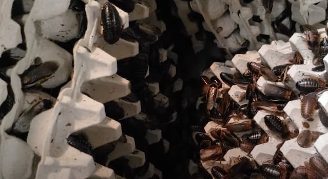 breeding dubia roaches for bearded dragons