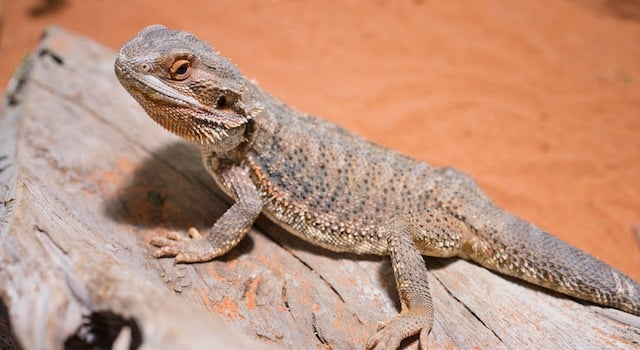 bearded dragon substrate