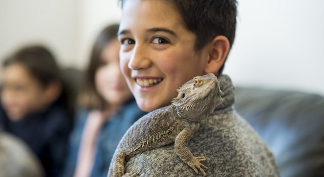 rescue bearded dragon