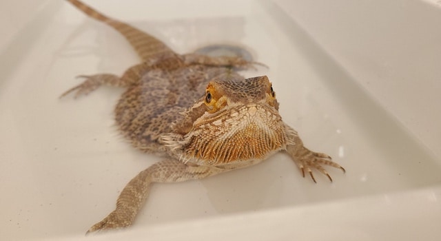 bathing a bearded dragon
