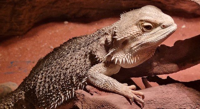 buying a bearded dragon