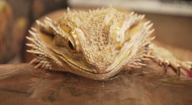 Bearded Dragon Dehydration