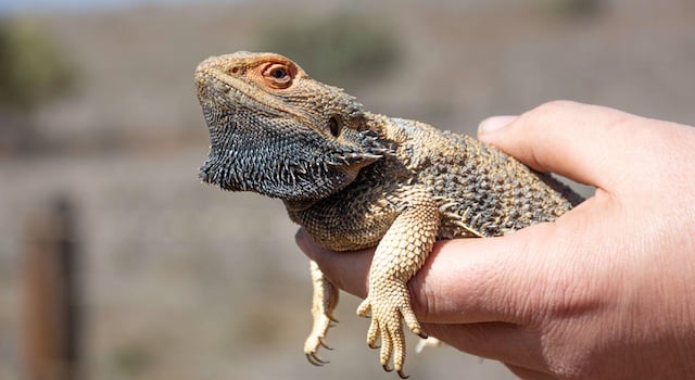 Bearded Dragon Black Beard