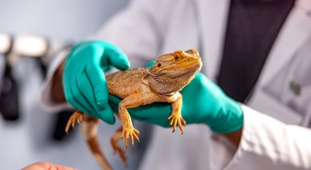 bearded dragon respiratory infection