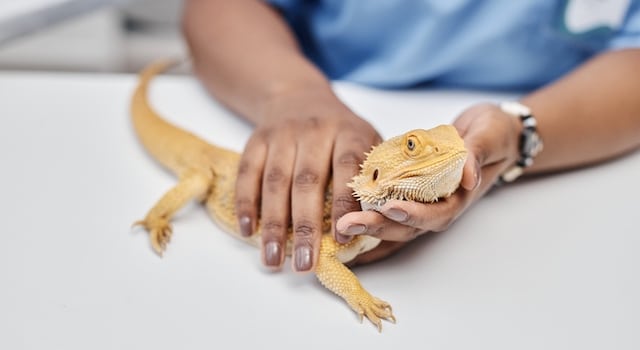 bearded dragon vomiting