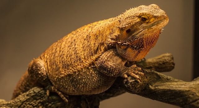 bearded dragon obesity