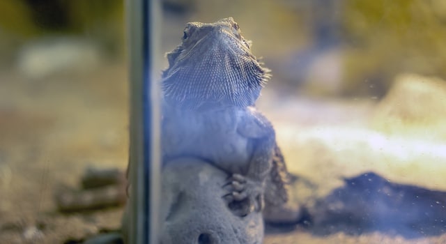 cleaning a bearded dragon tank