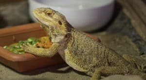 View of Bearded Dragon Feeding Schedule: How to Feed by Age