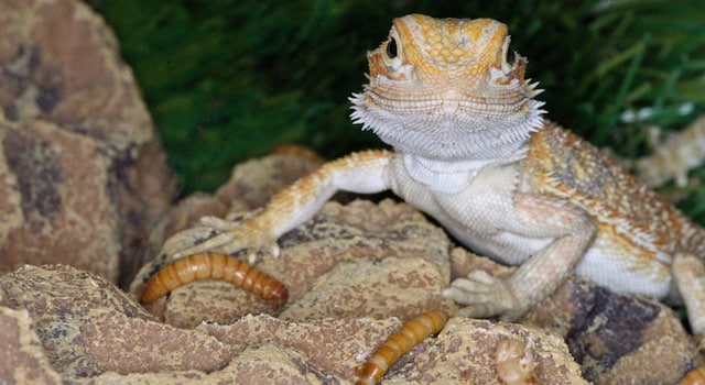 bearded dragon not eating