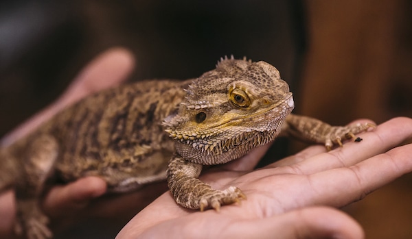 bearded dragon parasites