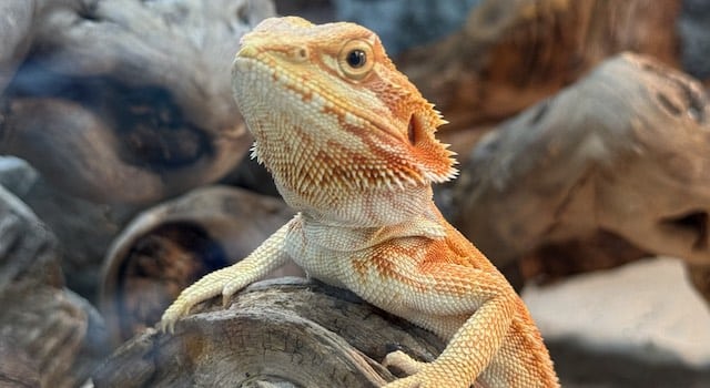 Bearded Dragon Enrichment