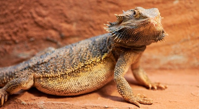 pregnant bearded dragon 